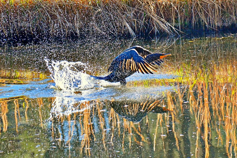 Cormorant reflecting on the lake