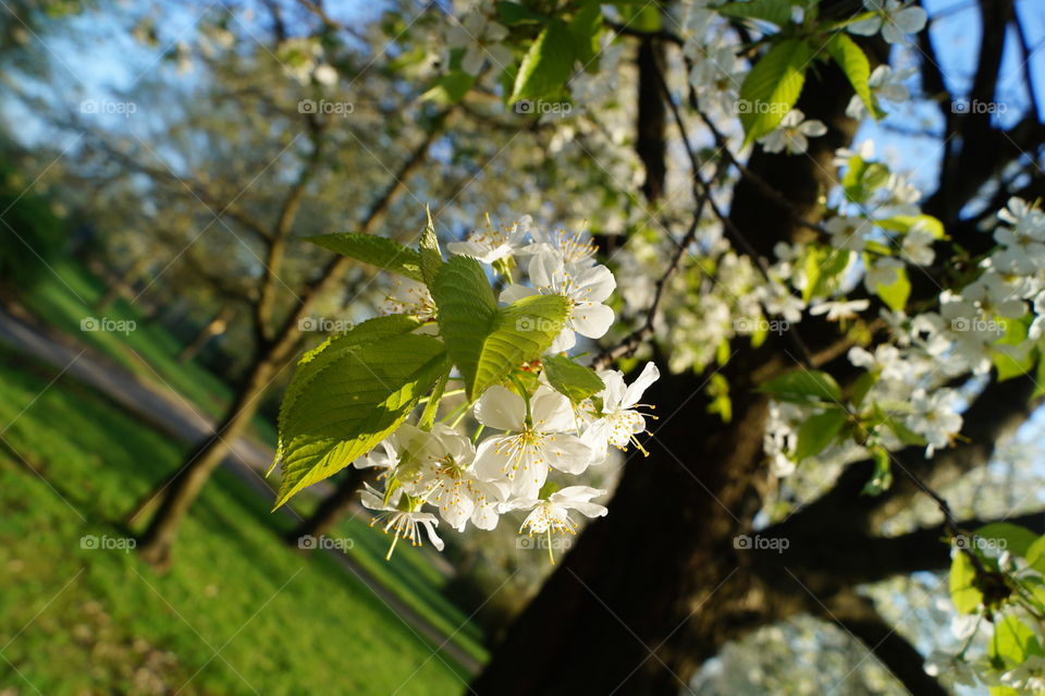Flowers on the sunny day