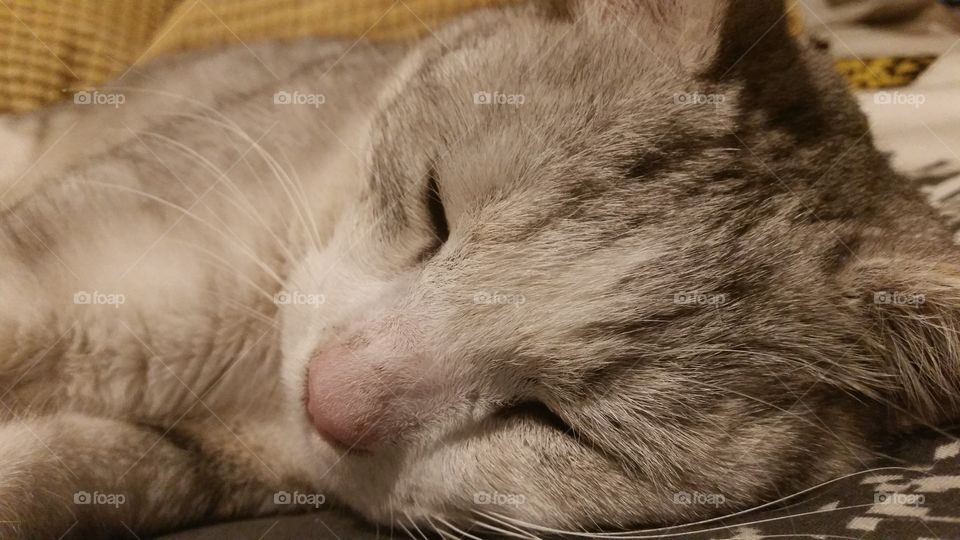 Close up Cat
