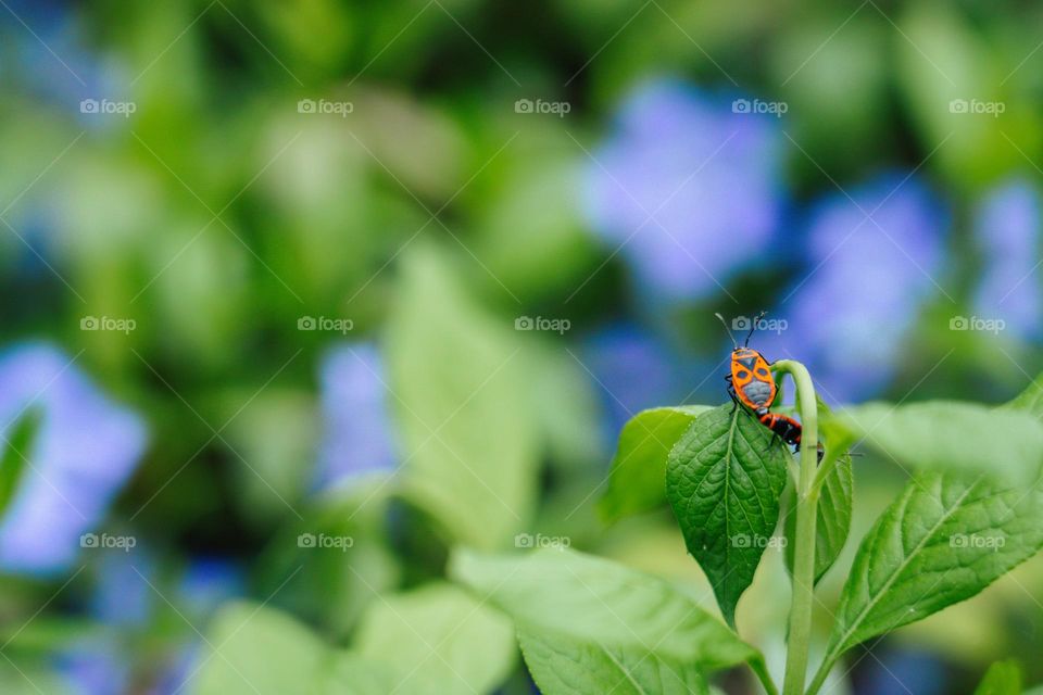 Bug checking big green world in front of him.