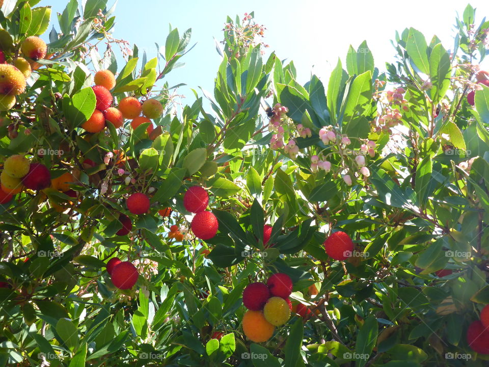 Strawberry tree fruit