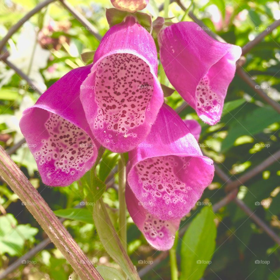 Pink bluebells 