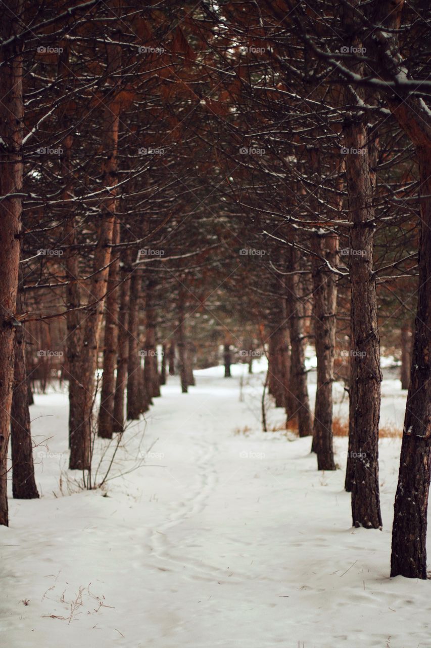 Alley of snowy pines
