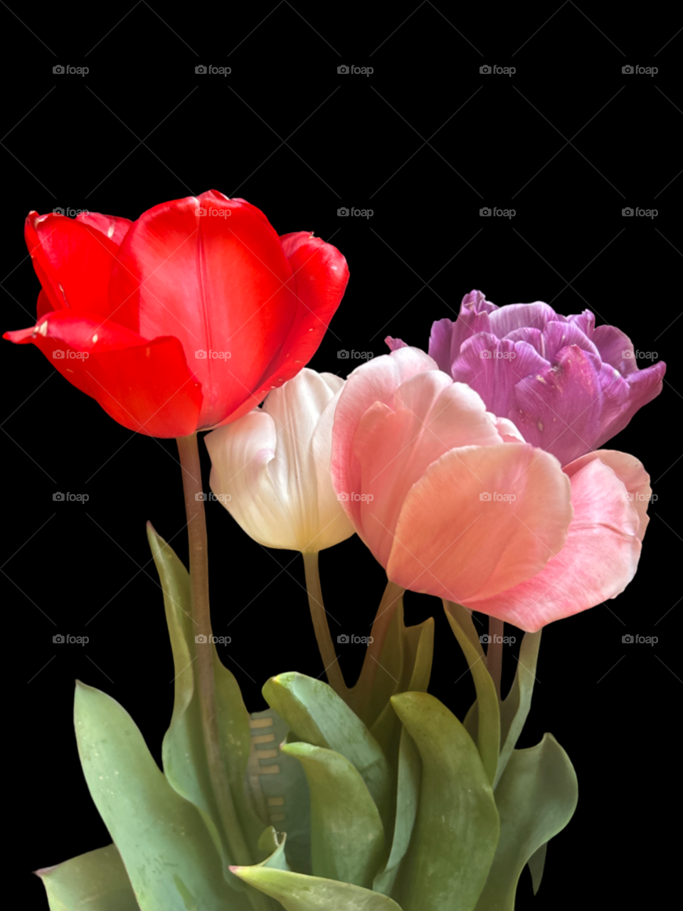 Tulips