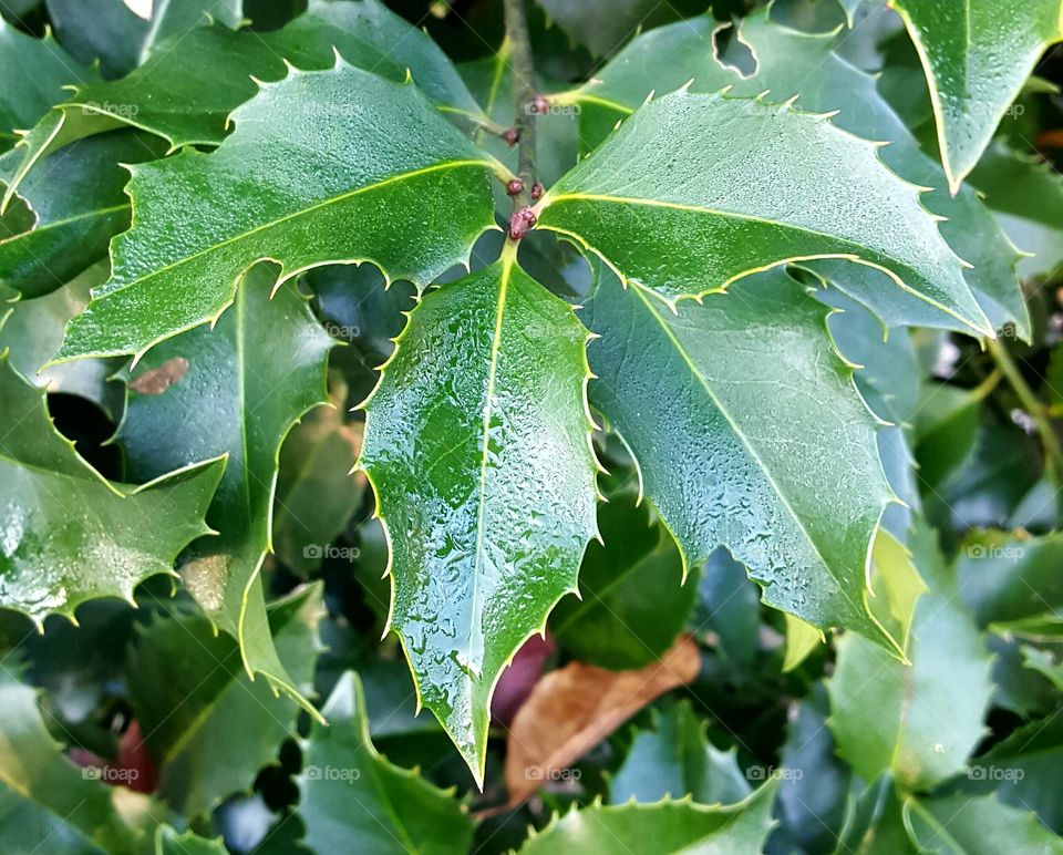 Close up dew on leaf