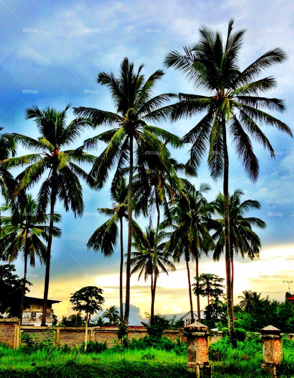 Coconut trees