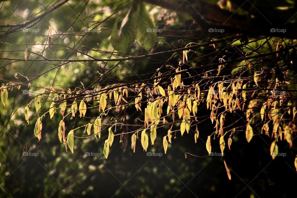 Autumn Leaves In The Early Morning Sun 