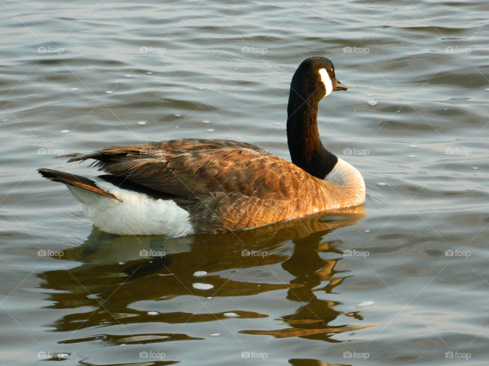 A goose swims on the bay in search of a meal!
