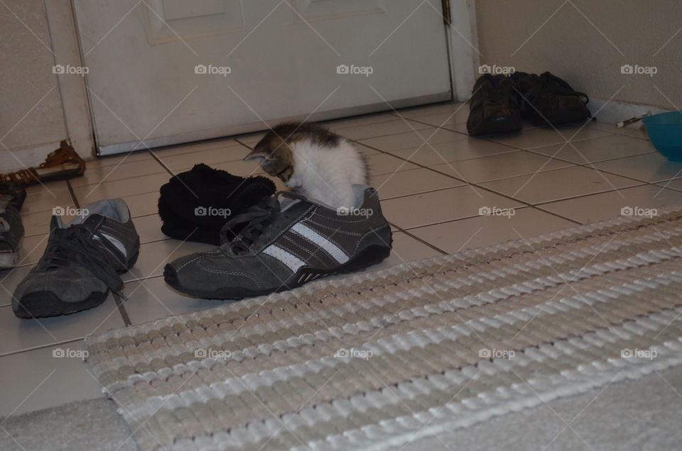 little cat play with My shoes