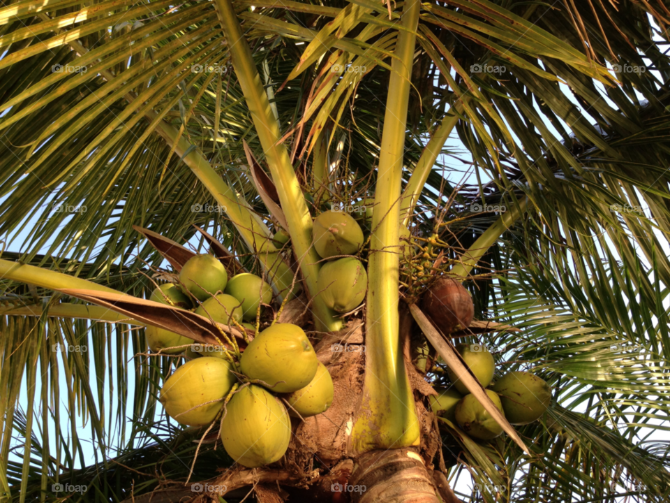 green garden flora background by jmsilva59