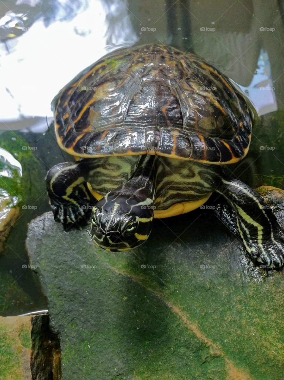 Yellow, black, and brown pet turtle on a mossy green rock, looking at me. 
