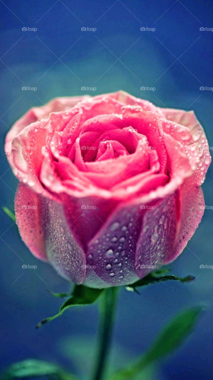 Rose rose pink rose