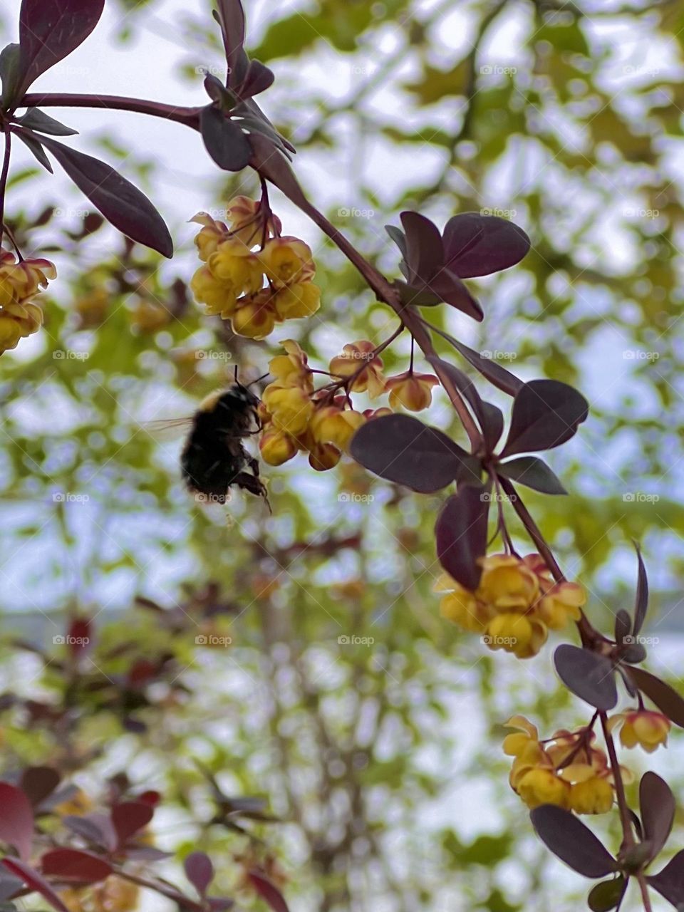 Bumblebee on yellow barberry flowers gathering nectar