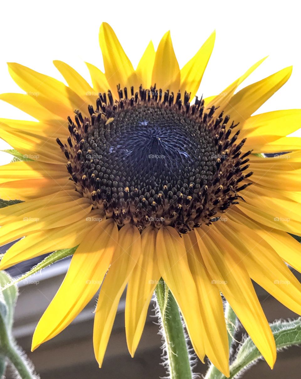 Many shades of backlighting