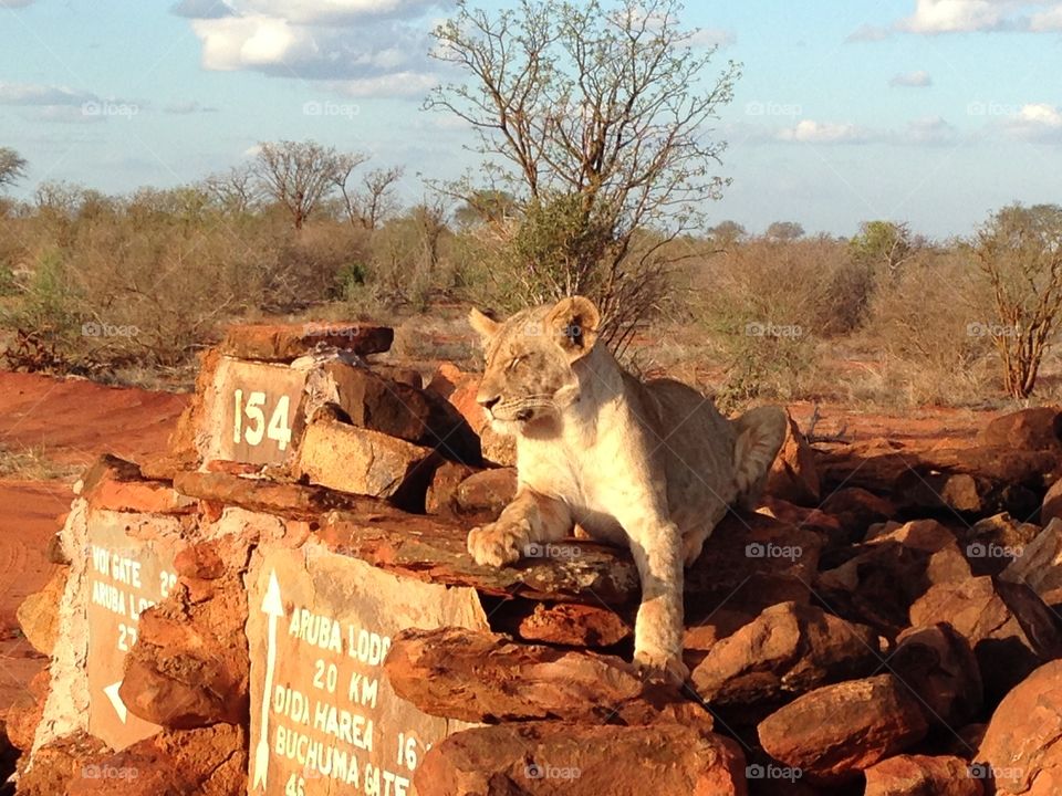 Lion’s puppy in Kenya, Africa