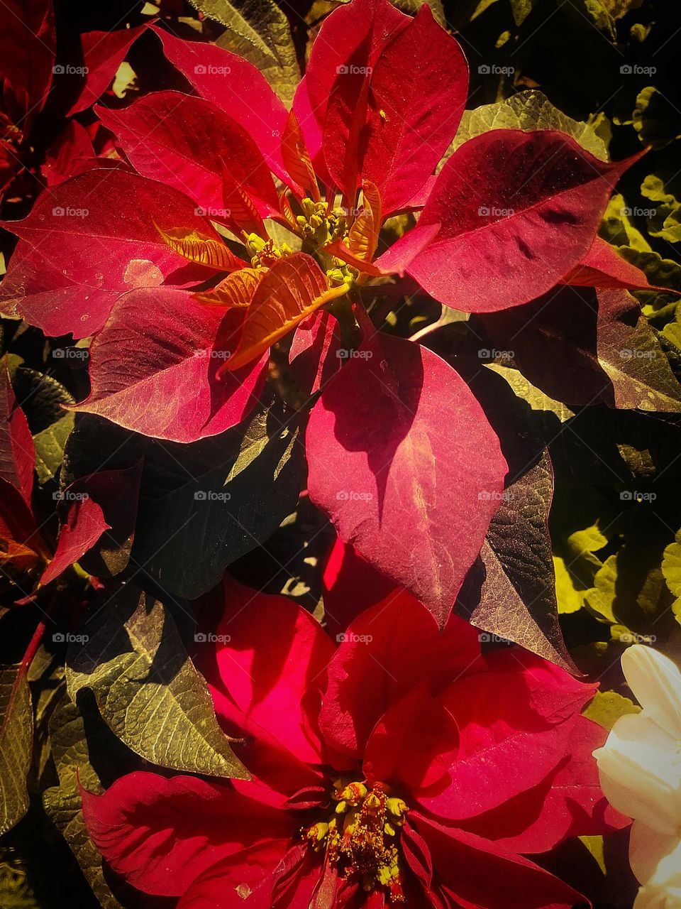 Beautiful colors !!!