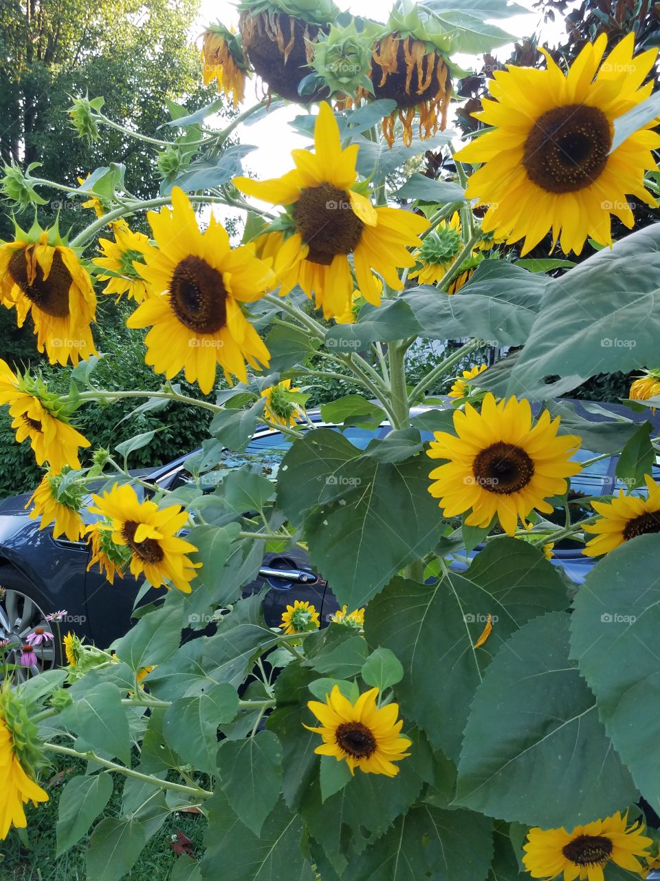 Happy sunflowers