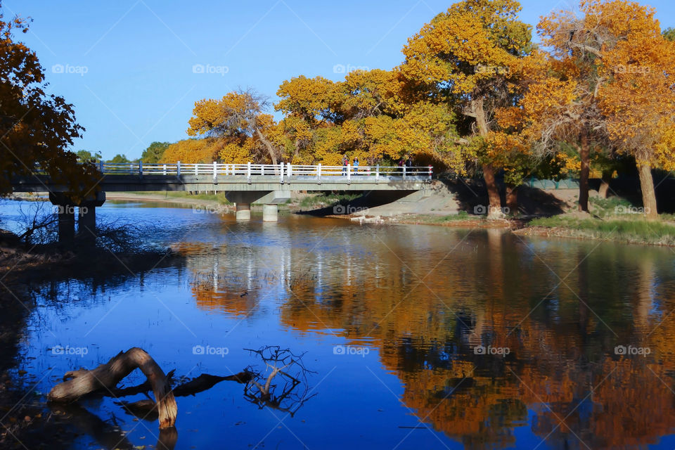 Reflection of bridge and autumn trees on river