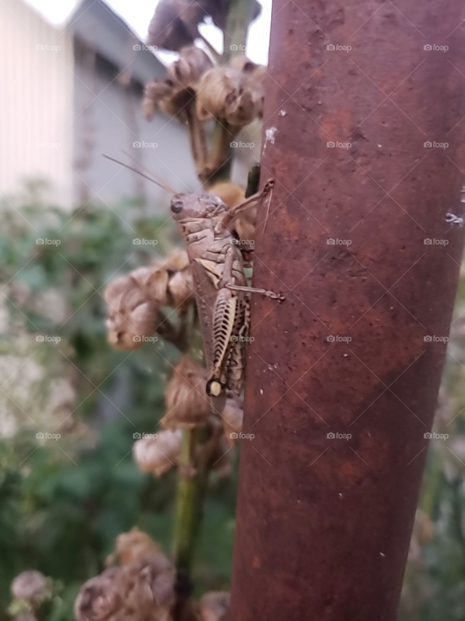 grasshopper on a lamp post