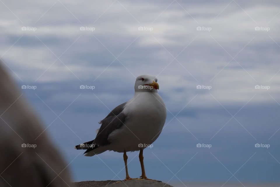 seagull