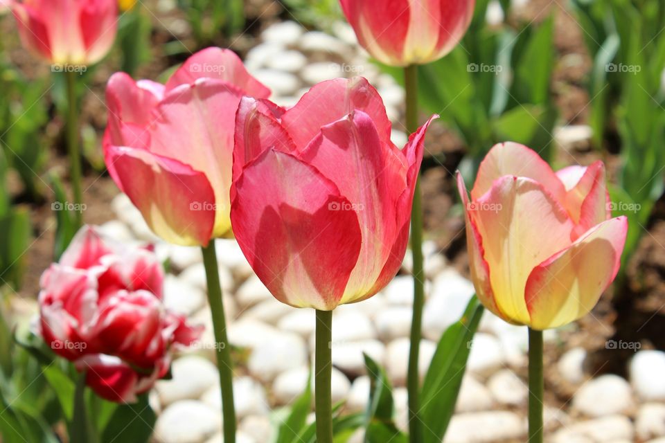 Close-up of tulip flowers