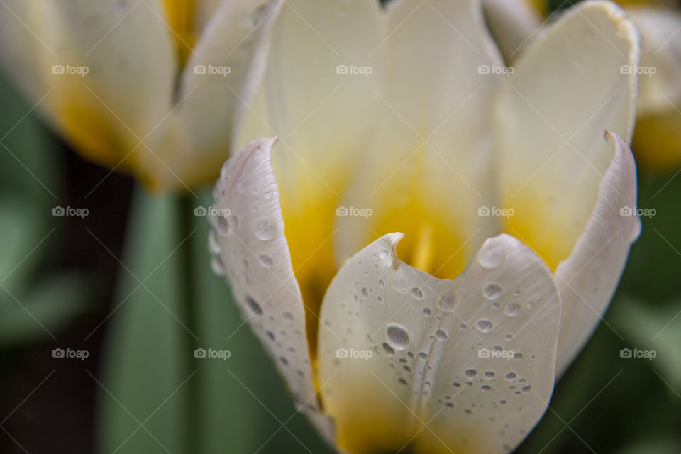 Tulip and water droplets 