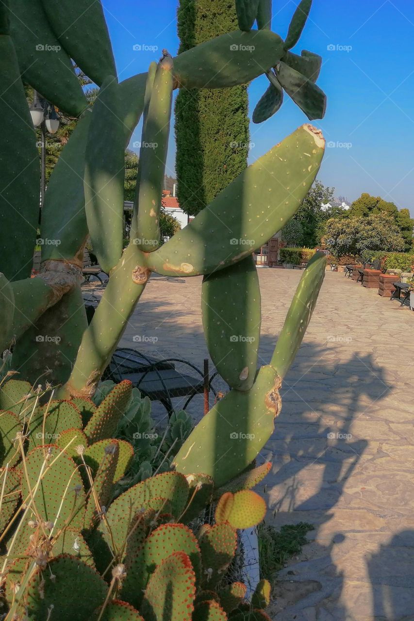Cactus