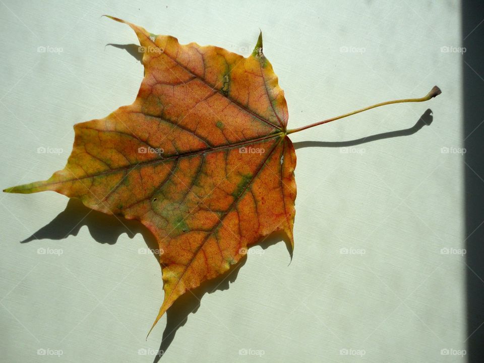 autumn leaf