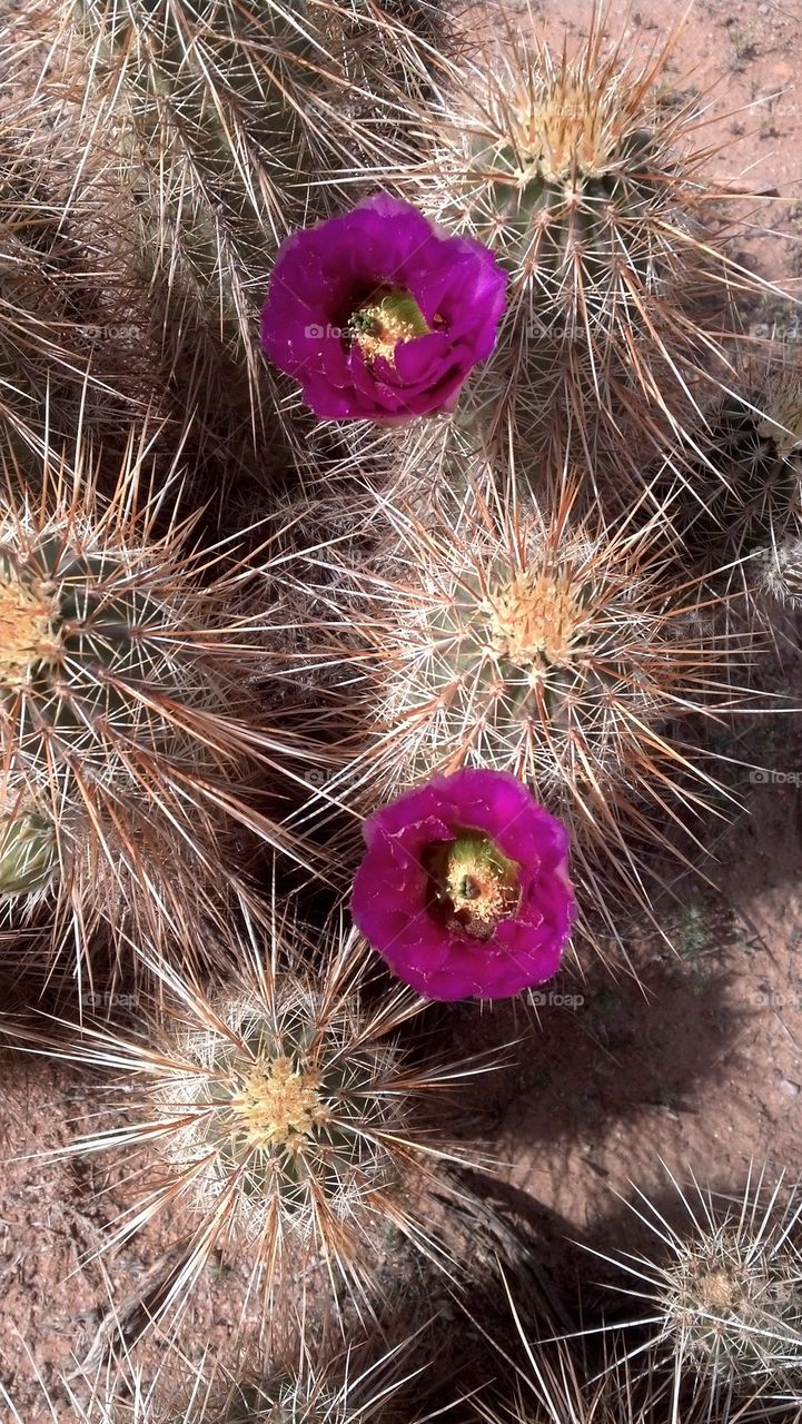 cactus flower