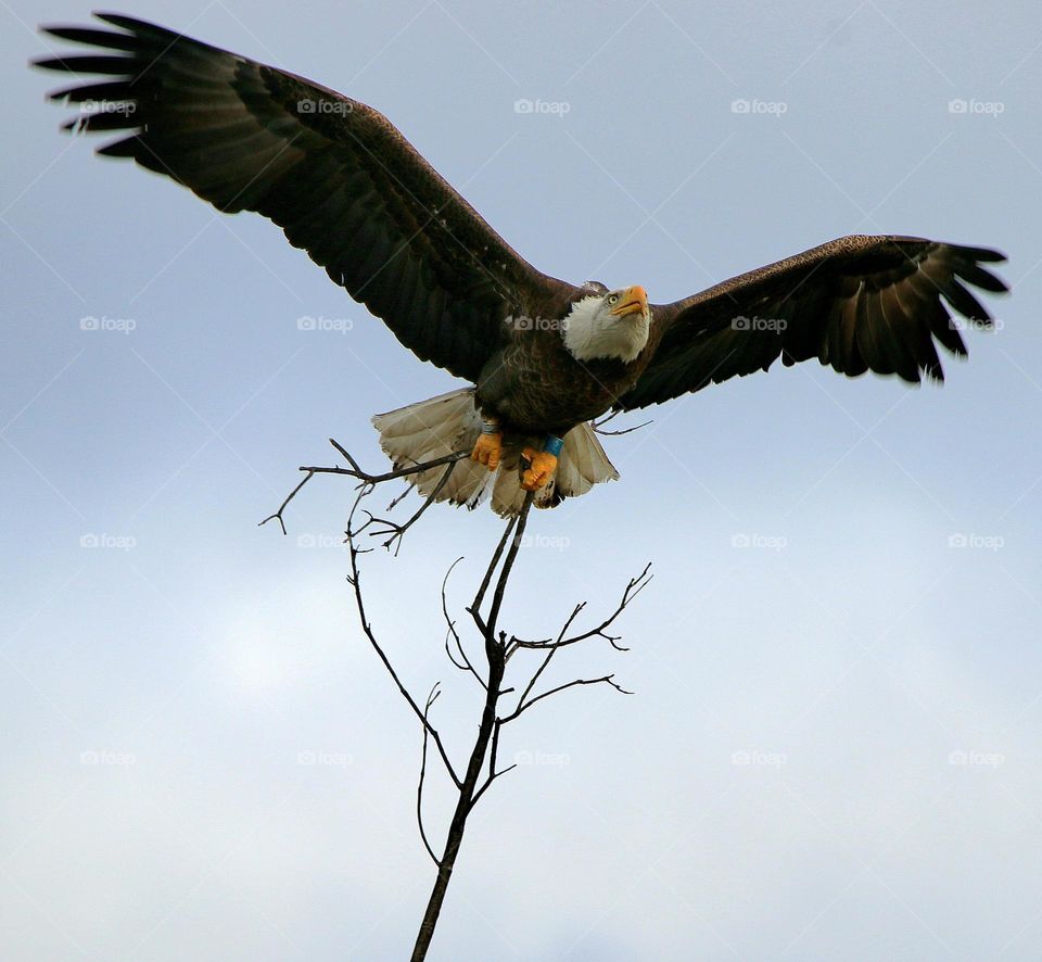Bald Eagle with Stick for Nest
