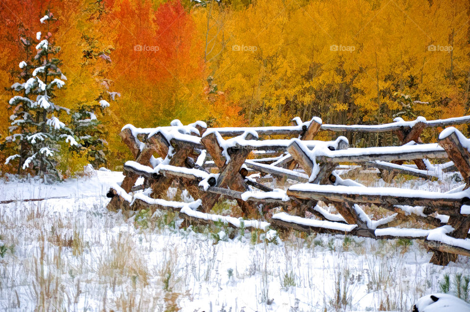 Snowy Autumn. Fall in Colorado