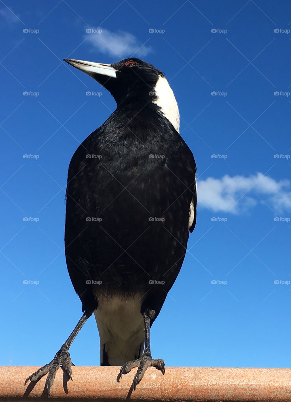 Intelligent handsome Australian Magpie perched on wire close up against vivid blue Australian winter sky. Passerine family unrelated to crows or ravens 