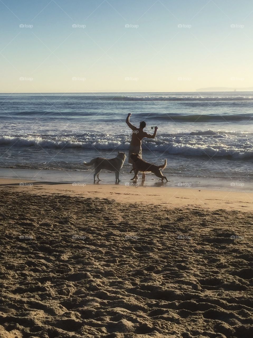 Dogs playing at the beach. 