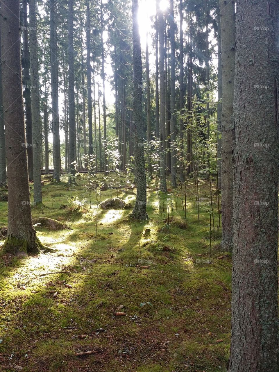 sun rays in a swedish forest