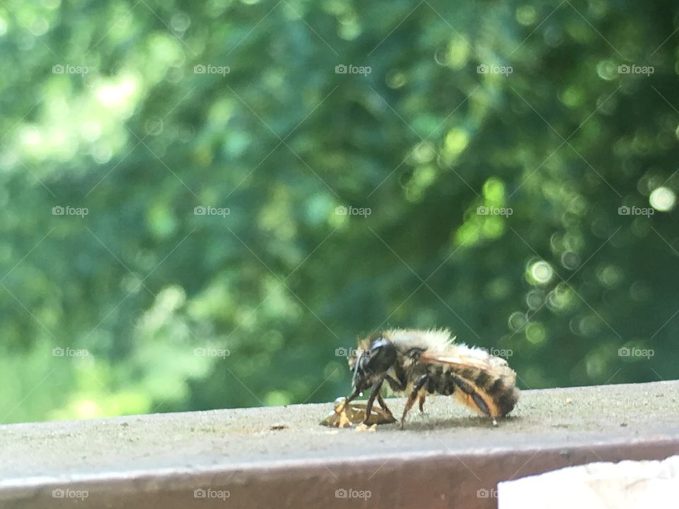 Bee & honey