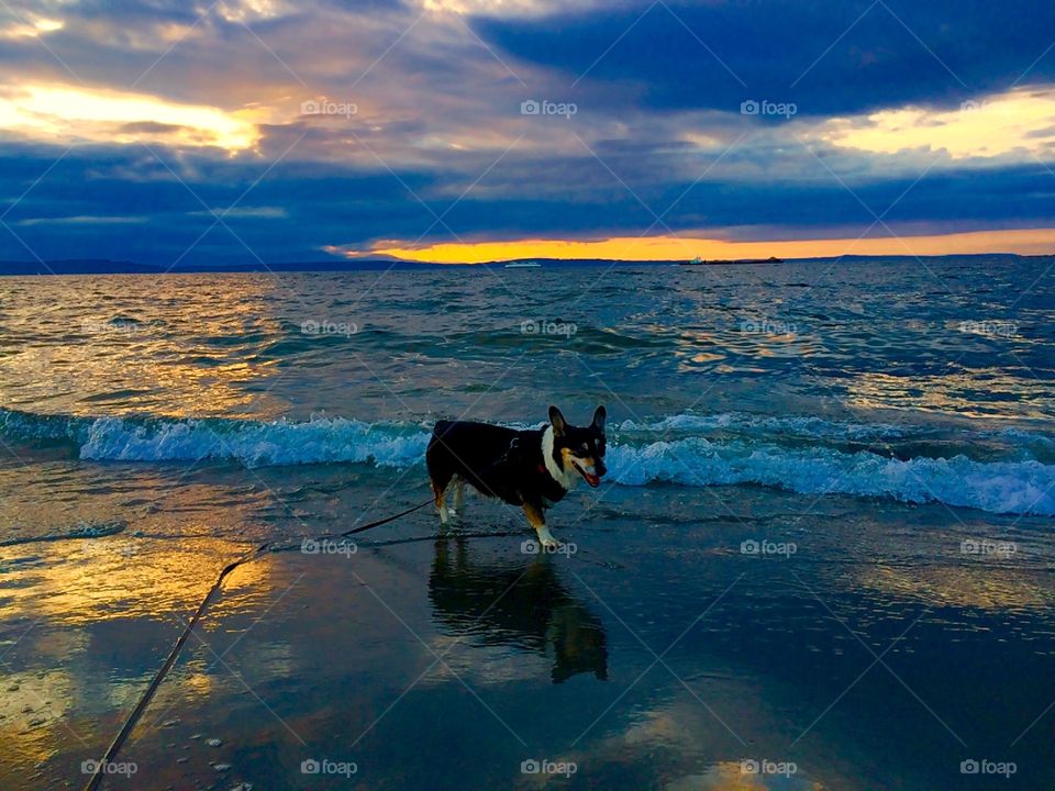 Dog at the beach 