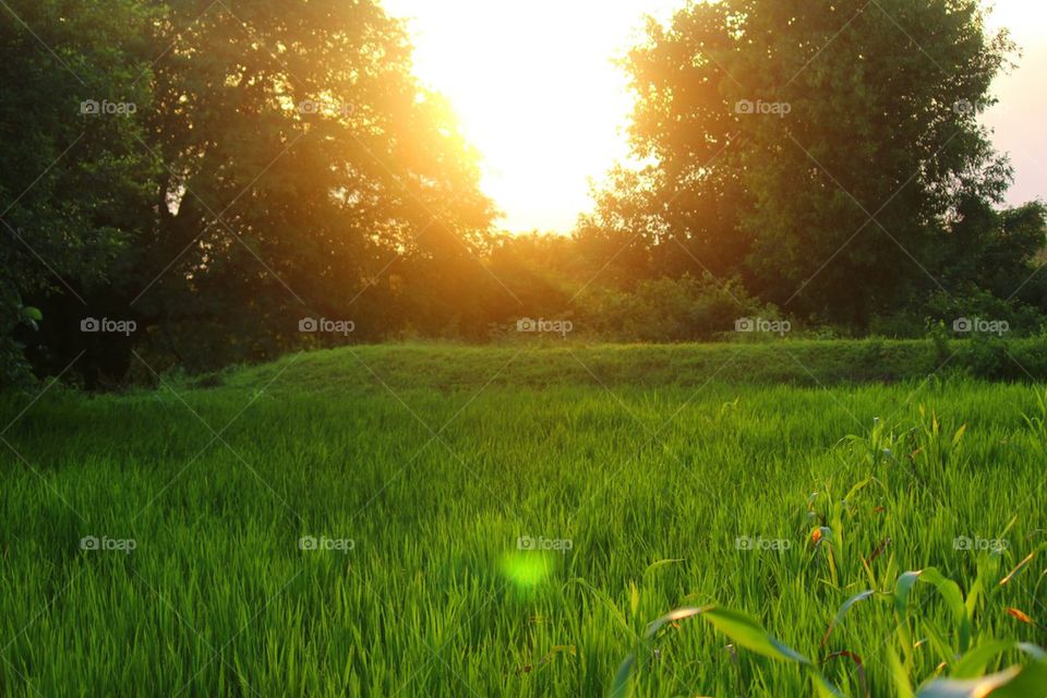 View of paddy field