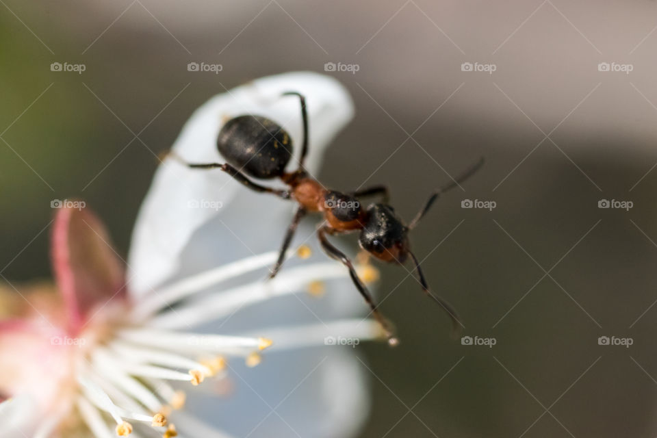 macro photo of ant on a small blossom