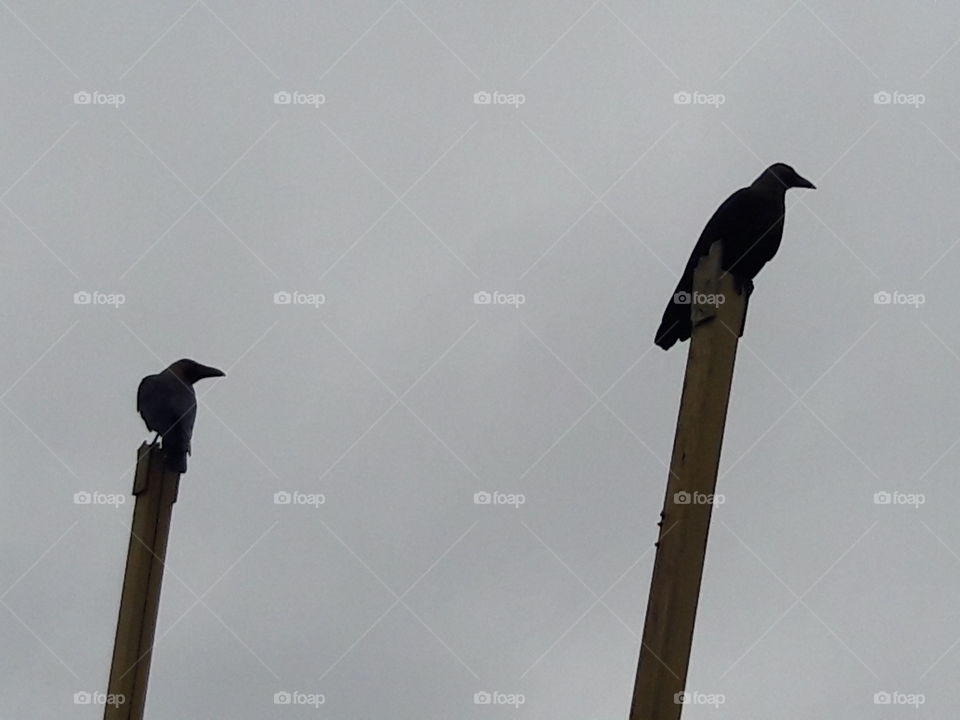 2 evening birds looking n planning a catch