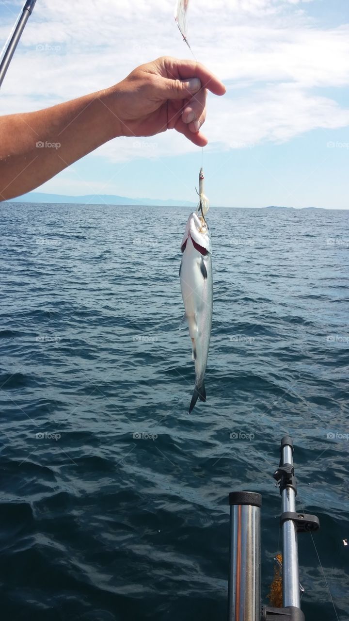 A catch and release kind of day as he is too small to be dinner in the Georgia Straight, British Columbia 