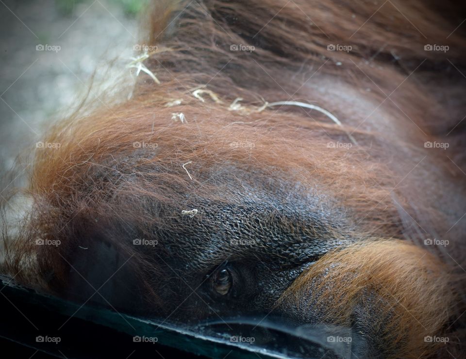 Orangutan in captivity. The very sad eyes of this gentle giant. 