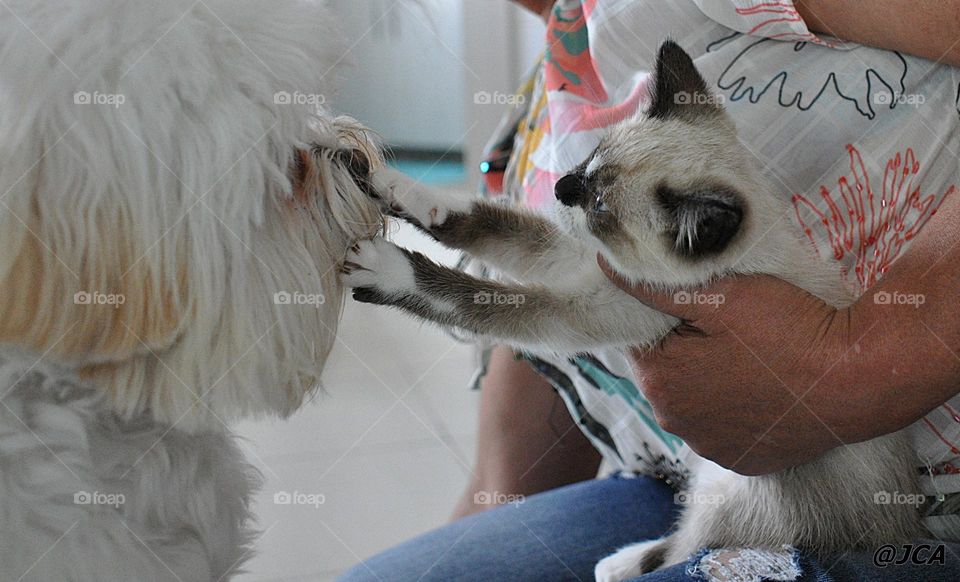 Cão e gato I