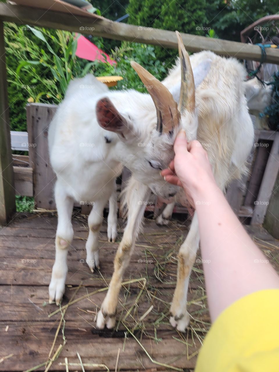 petting goats
