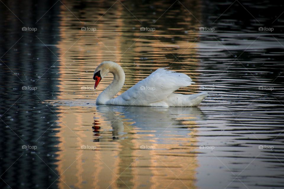 White swan on a sunset lake
