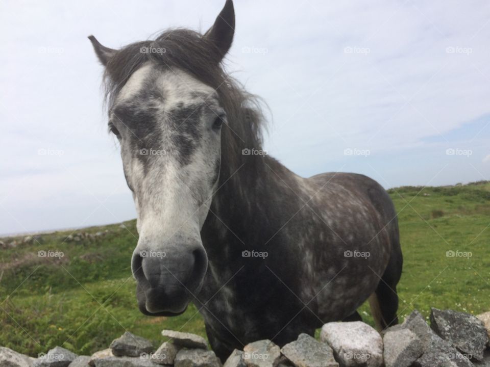 Connemara pony in Connemara, Ireland