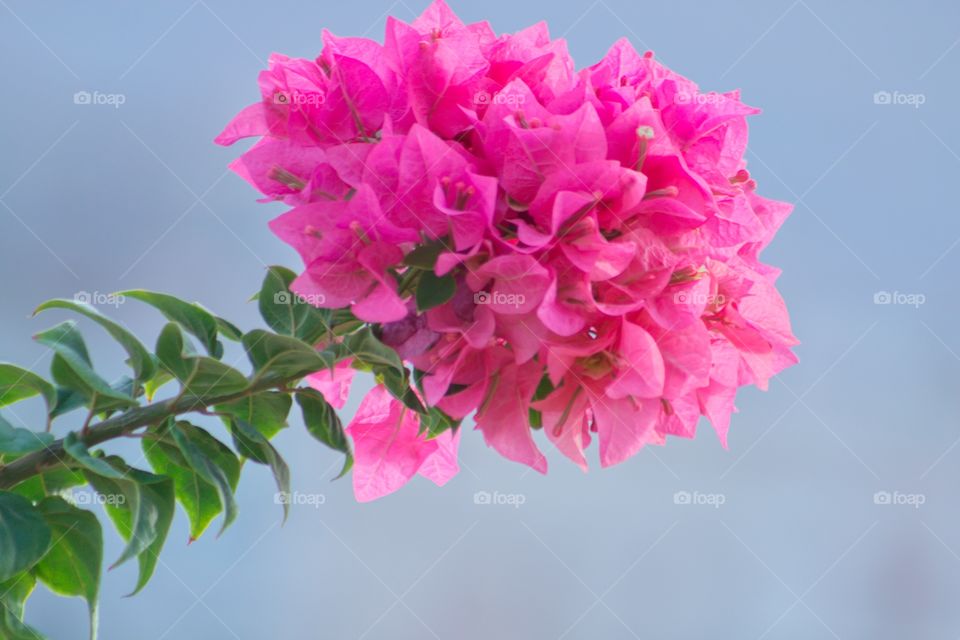 Bougainvillea