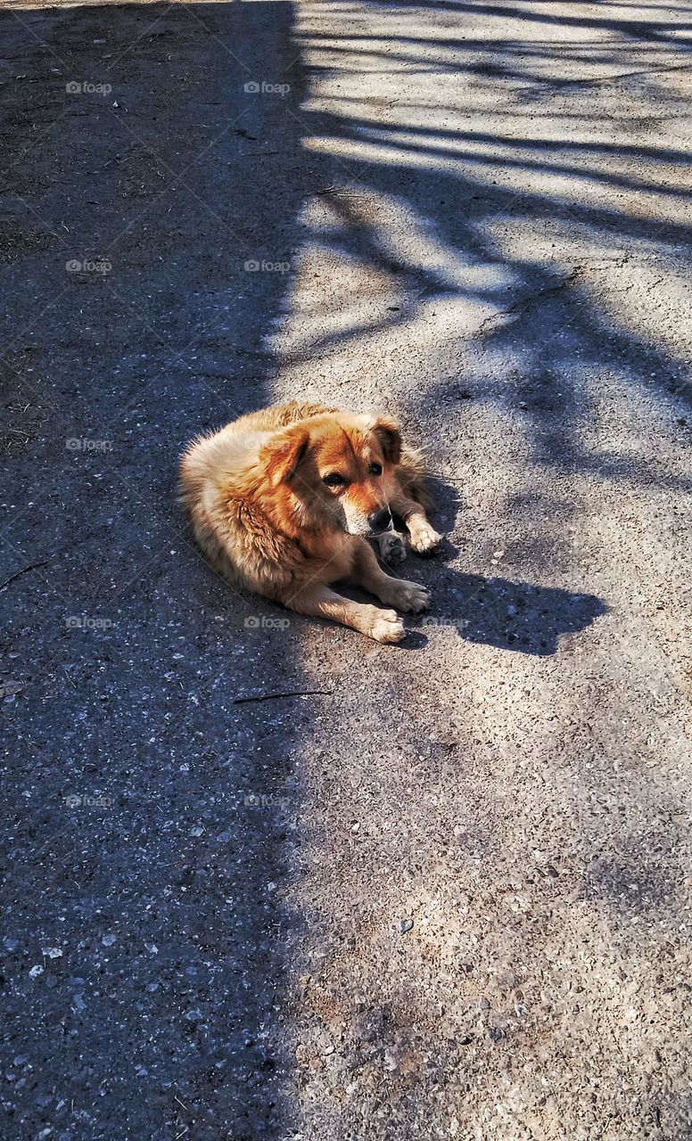 waiting for the owner