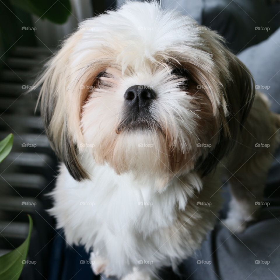 Shih tzu