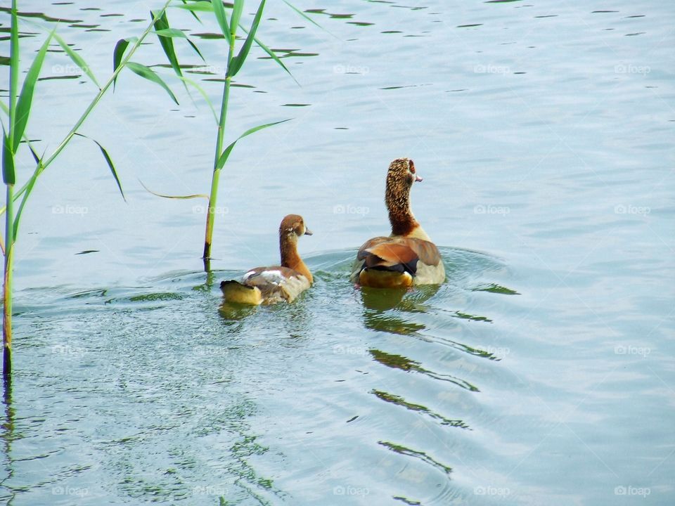 Amazing ducks