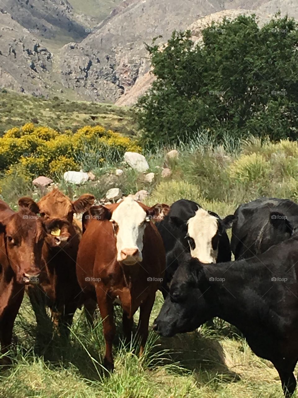 Argentine Cows